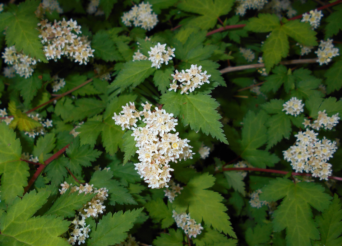 Stephanandra incisa 'Crispa' - Kransspirea