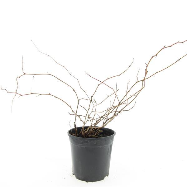 Stephanandra incisa 'Crispa' - Kransspirea