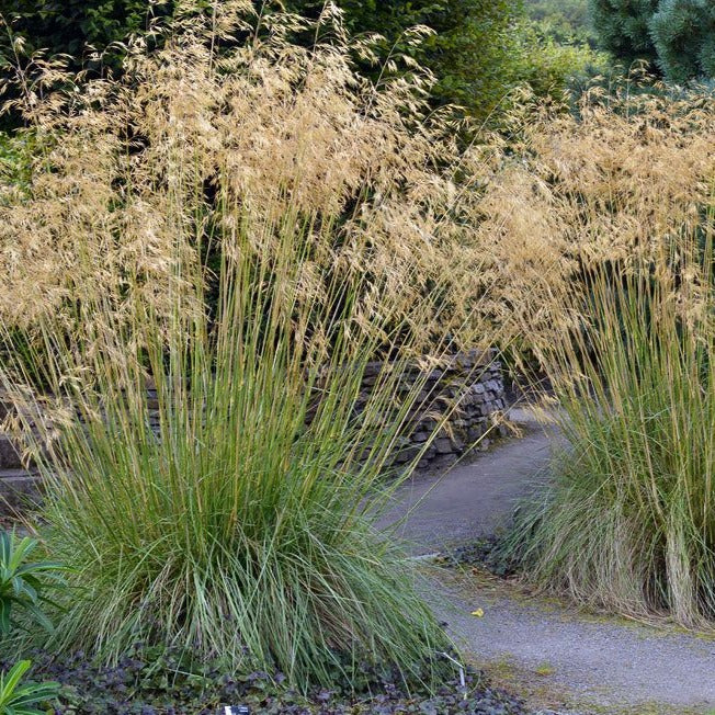 Stipa gigantea - Reuzen vedergras