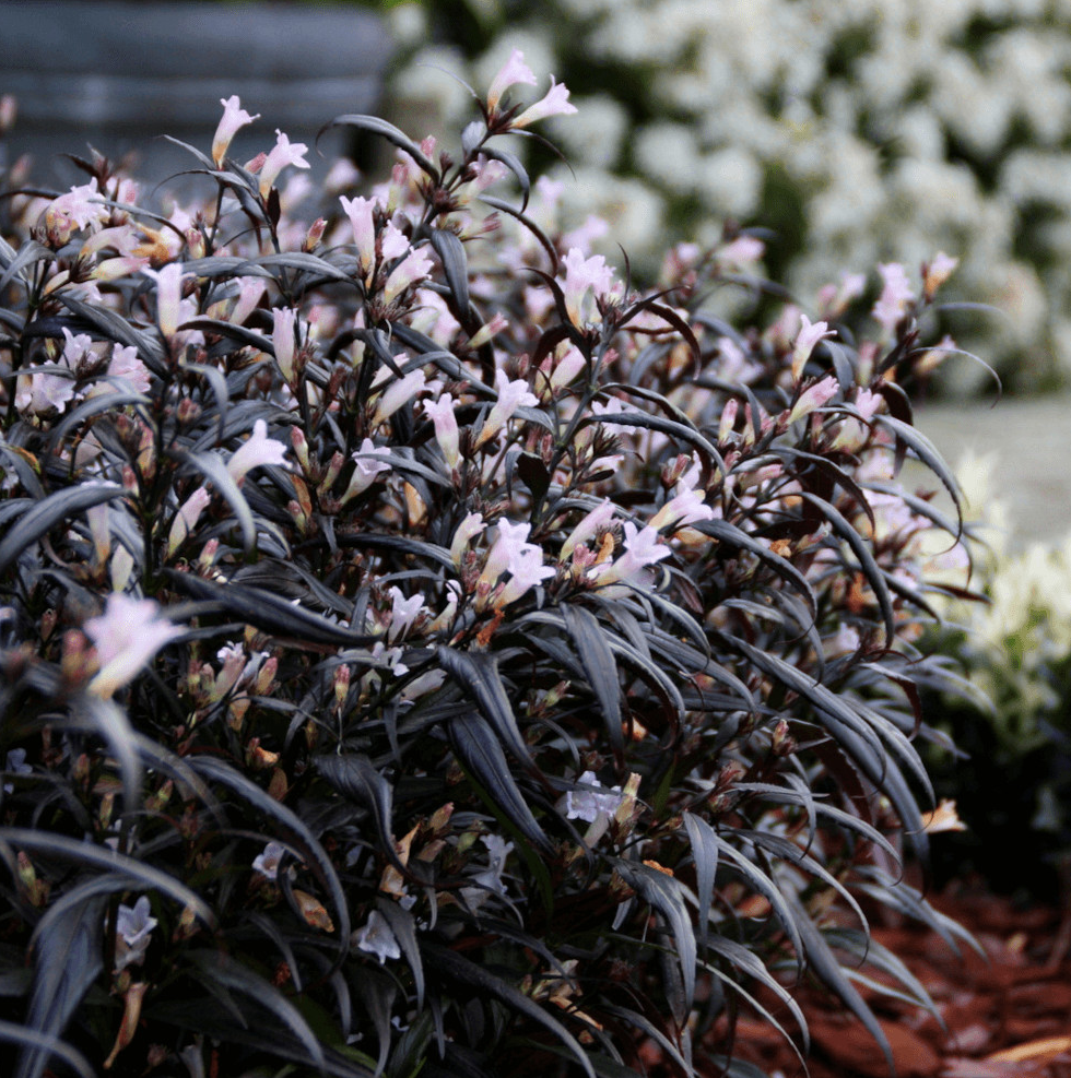 Strobilanthes anisophylla 'Brunetthy' - Trompetkruid