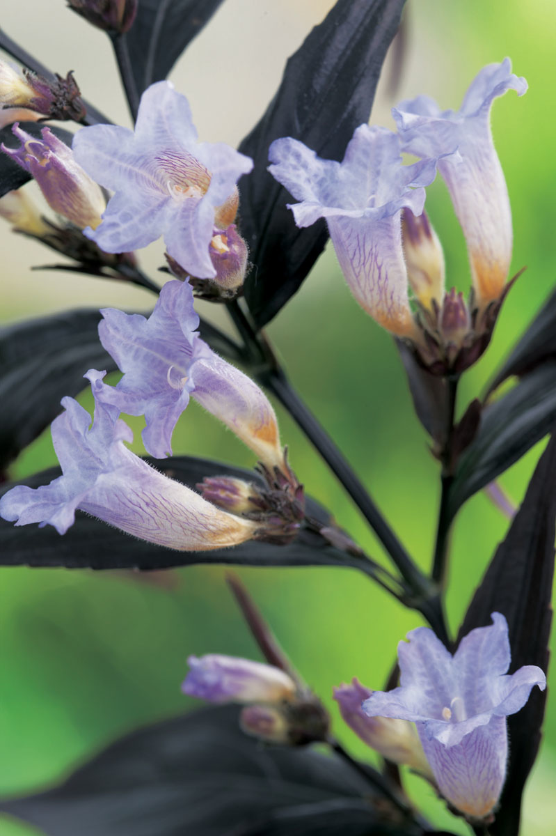 Strobilanthes anisophylla 'Brunetthy' - Trompetkruid