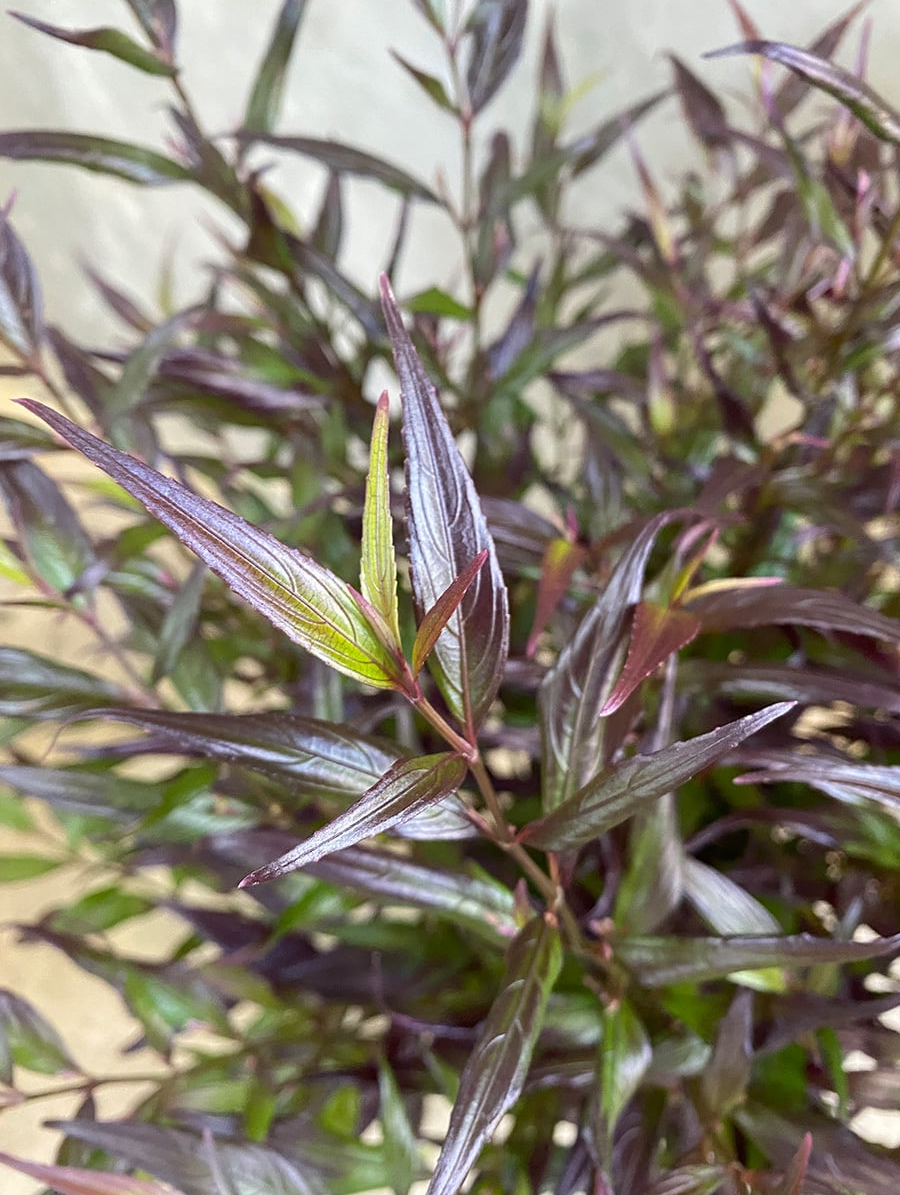 Strobilanthes anisophylla 'Brunetthy' - Trompetkruid