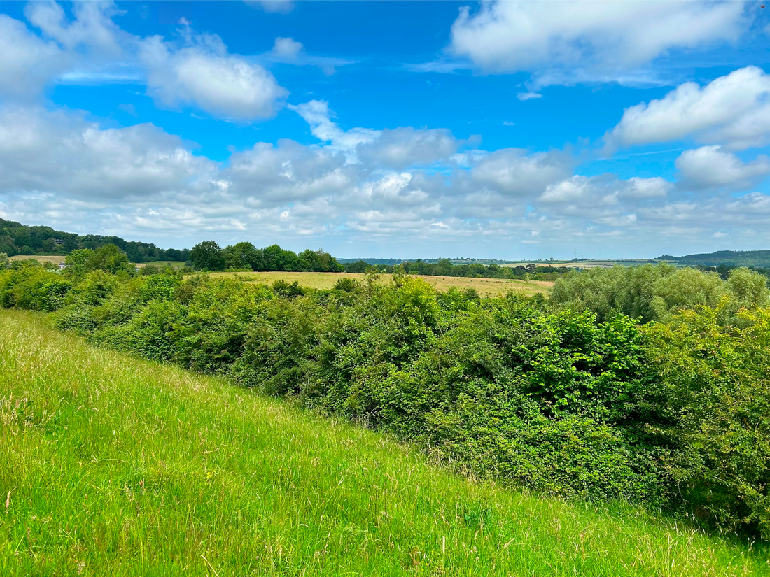 Struweelhaag - Haagmix blote wortel - Pakket voor 100 meter