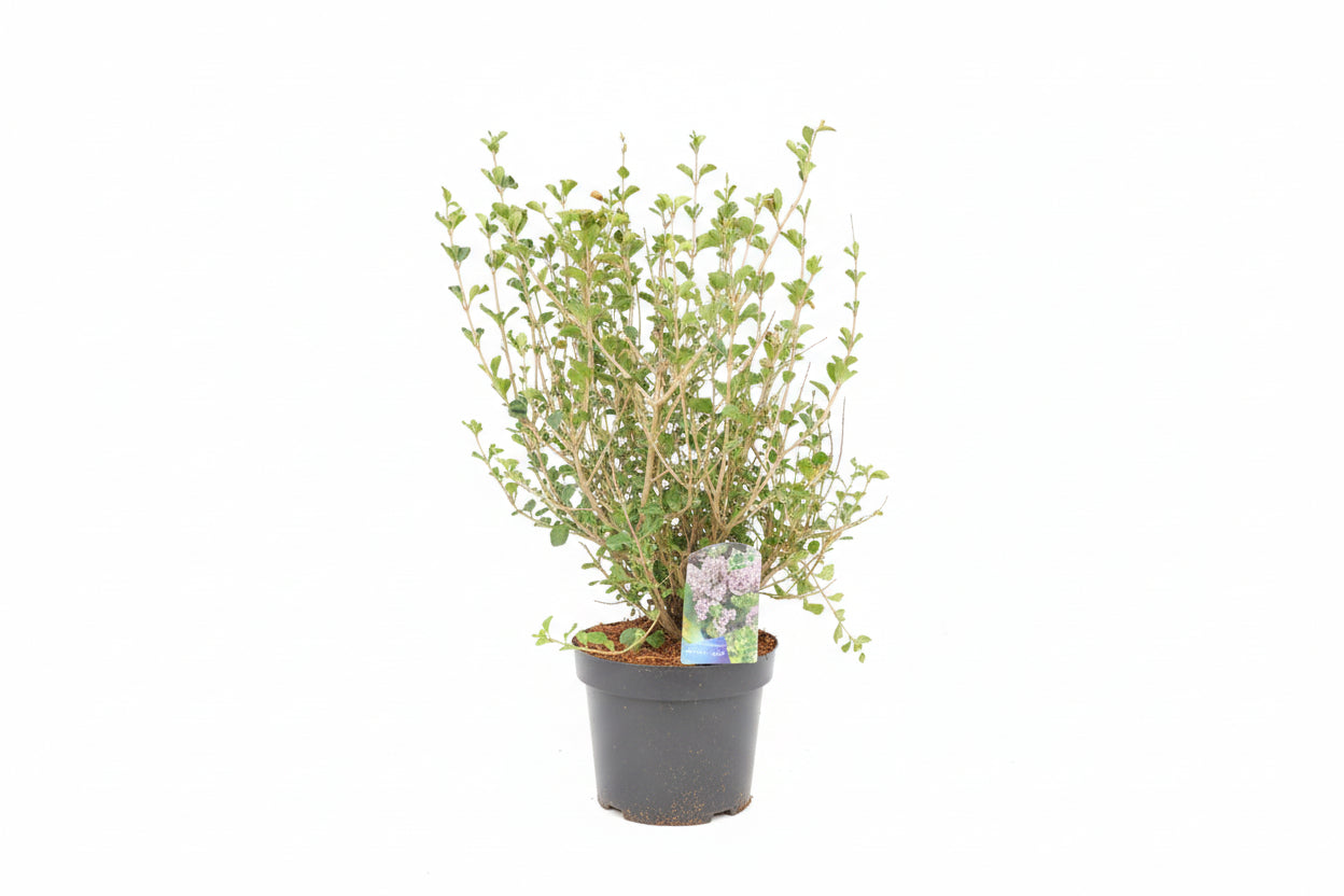 Syringa meyeri 'Palibin' - Dwergsering