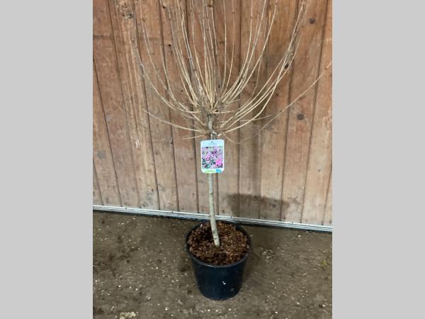 Syringa meyeri 'Palibin' - Dwergsering op stam