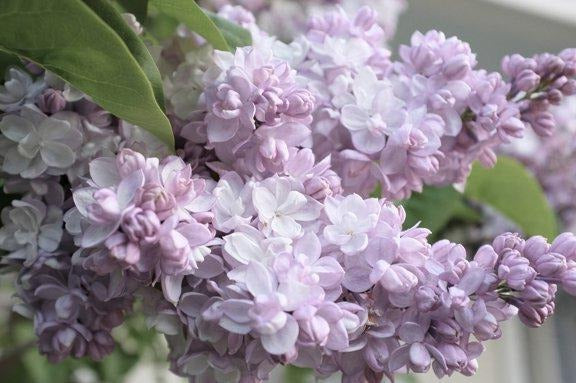 Syringa vulgaris Beauty of Moscow - Sering