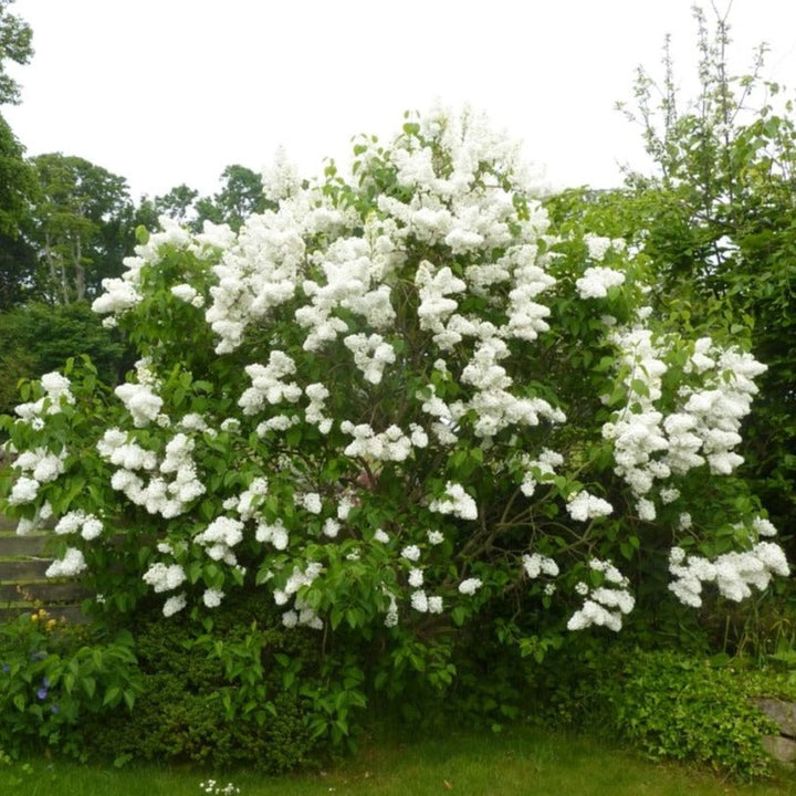 Syringa vulgaris 'Mme Lemoine' - Gewone Sering