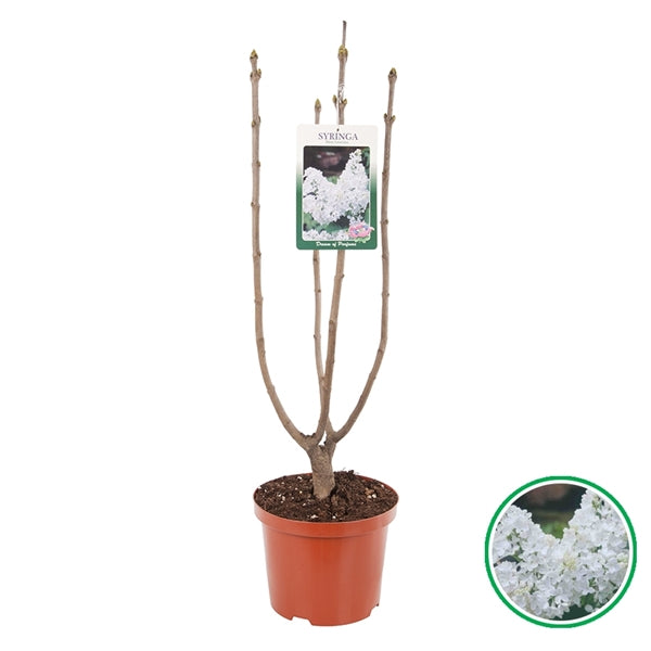 Syringa vulgaris 'Mme Lemoine' - Gewone Sering