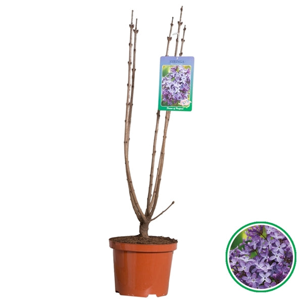 Syringa vulgaris Rhum von Horstenstein - Sering