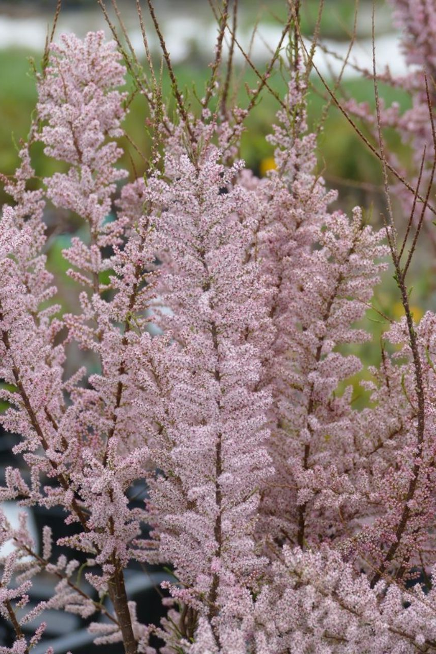 Tamarix tetrandra - Tamarisk