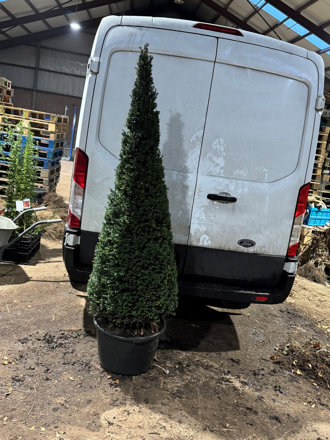 Taxus baccata - Venijnboom in kegelvorm