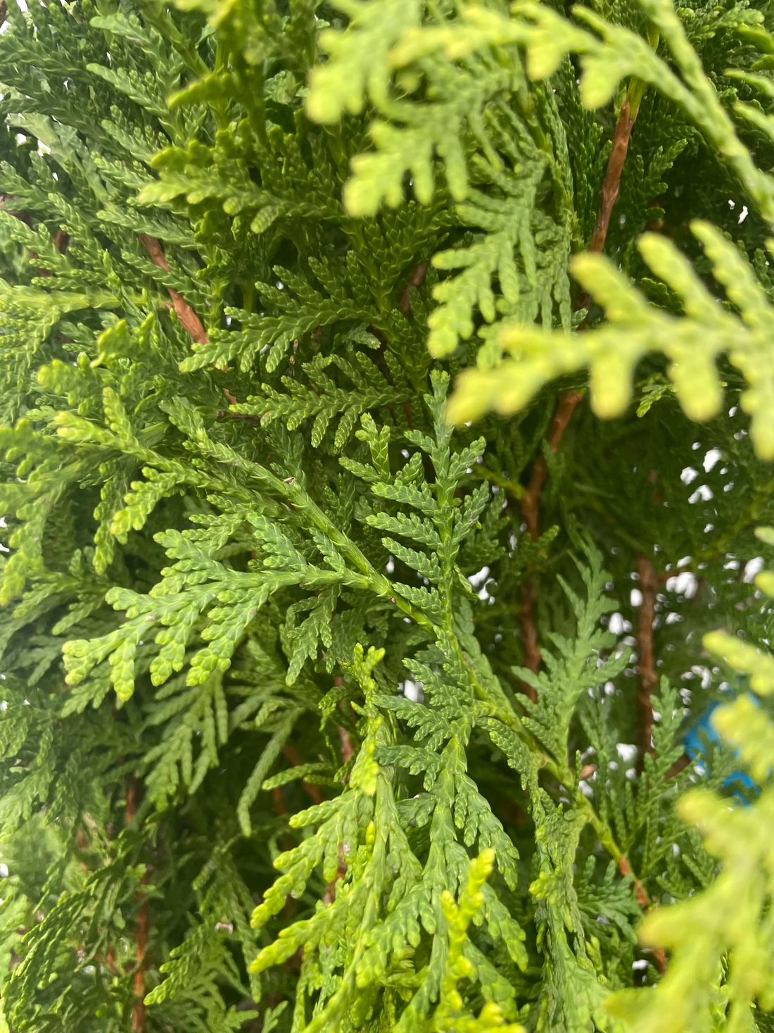 Thuja occidentalis 'Brabant' - Coniferenhaag blote wortel