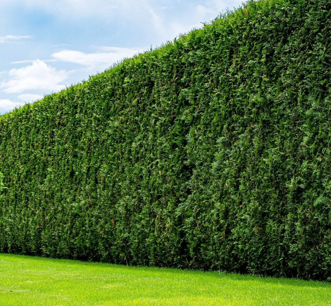 Thuja occidentalis 'Brabant' - Coniferenhaag blote wortel
