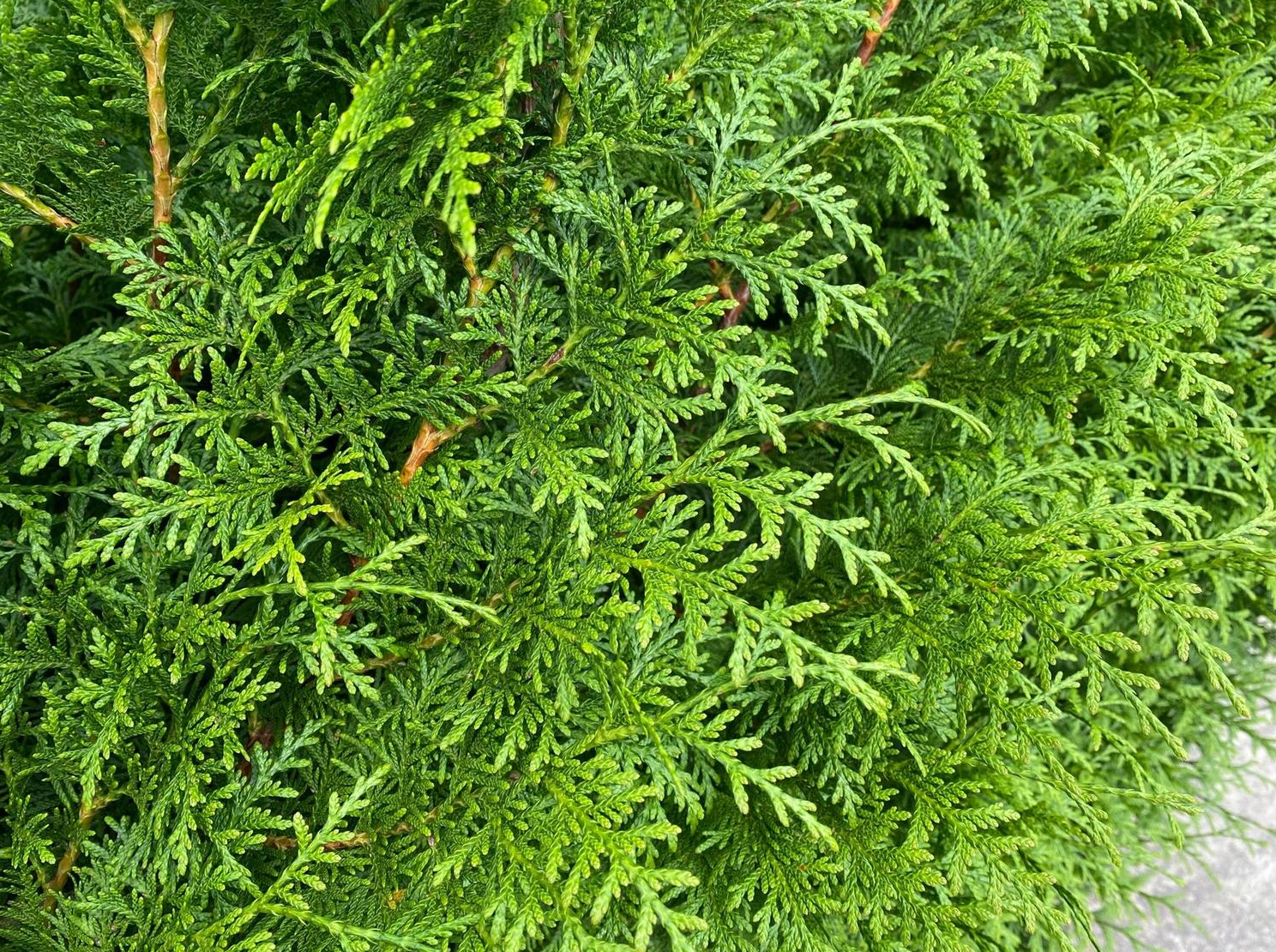 Thuja plicata 'Gelderland' - Coniferenhaag blote wortel