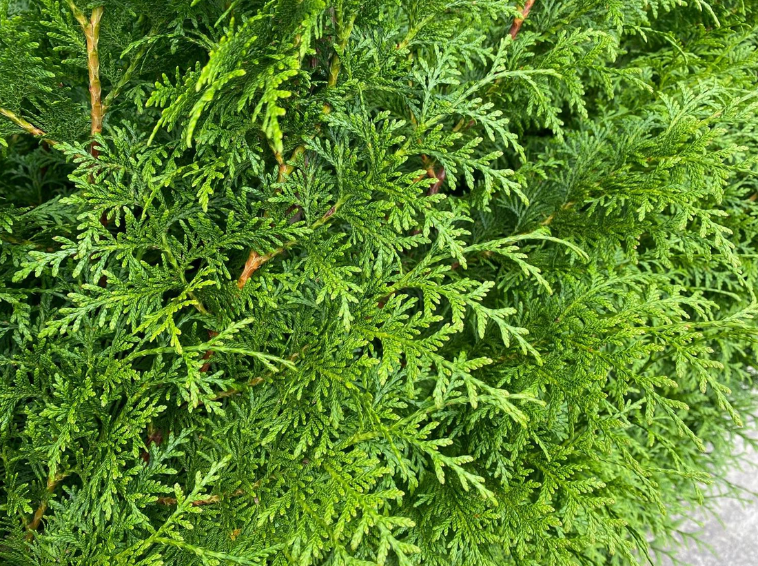 Thuja plicata 'Gelderland' - Coniferenhaag blote wortel