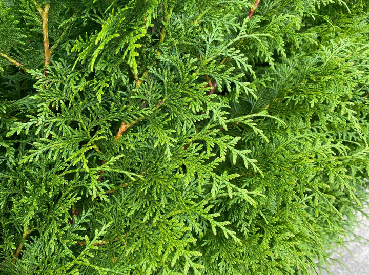 Thuja plicata 'Gelderland' - Coniferenhaag blote wortel