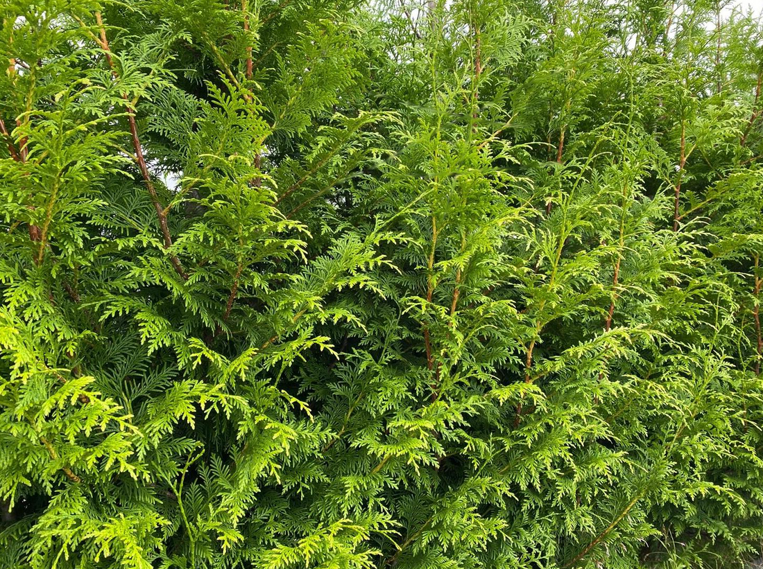 Thuja plicata 'Gelderland' - Coniferenhaag blote wortel