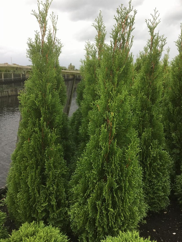 Thuja occidentalis 'Smaragd' - Westerse Levensboom - Conifeer