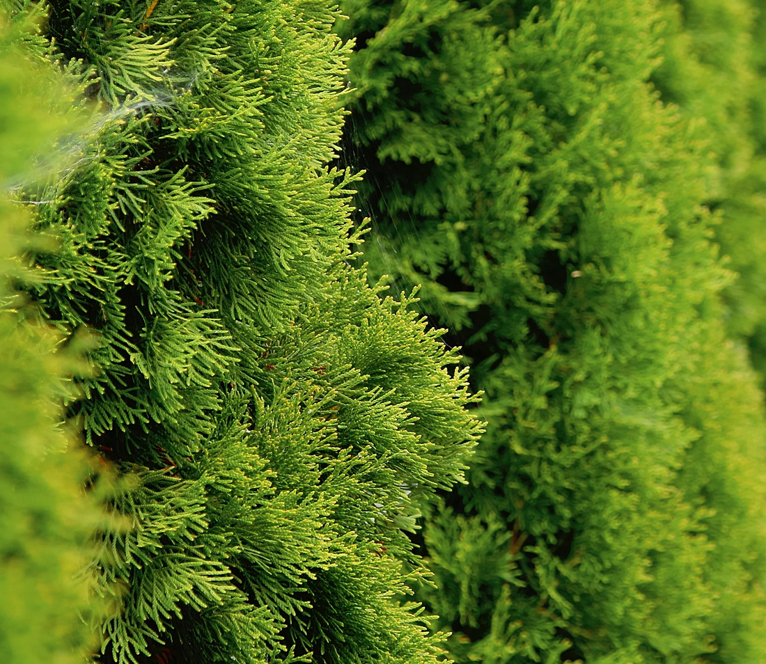 Thuja occidentalis 'Smaragd' - Westerse Levensboom - Conifeer