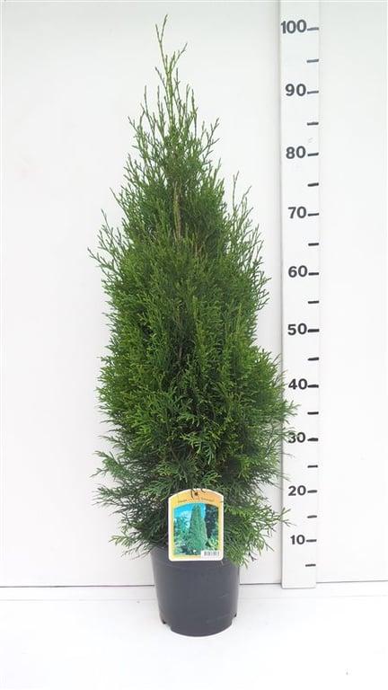 Thuja occidentalis 'Smaragd' - Westerse Levensboom - Conifeer