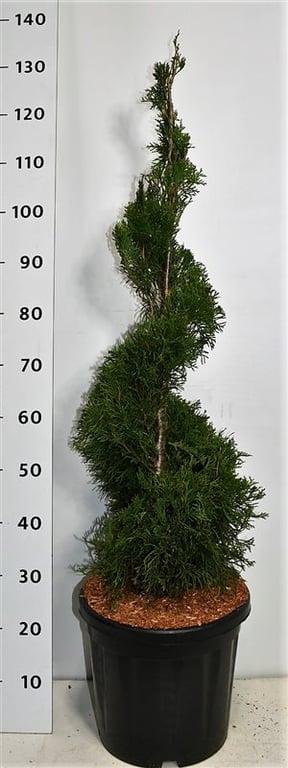 Thuja occidentalis 'Smaragd' - Westerse Levensboom - Conifeer in spiraalvorm