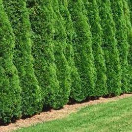 Thuja occidentalis 'Smaragd'- Coniferenhaag Voordeelpakket