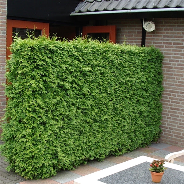 Thuja occidentalis 'King of Brabant' Pakket