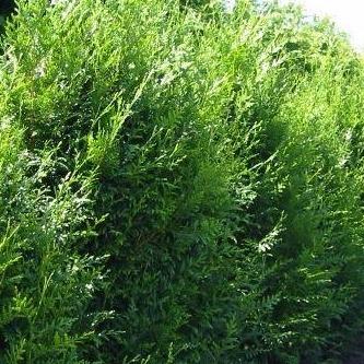 Thuja plicata 'Atrovirens' Coniferenhaag Voordeelpakket ca. 10 meter