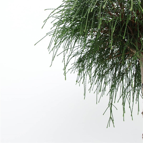 Thuja plicata 'Whipcord' op stam - Conifeer op stam