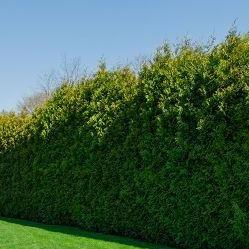 Thuja plicata 'Excelsa' - Coniferenhaag