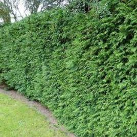 Thuja plicata 'Gelderland'