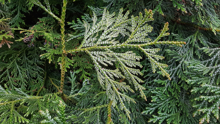 Thujopsis dolabrata - Hibacypres