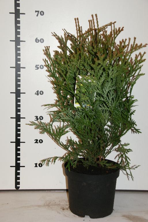 Thujopsis dolabrata - Hibacypres