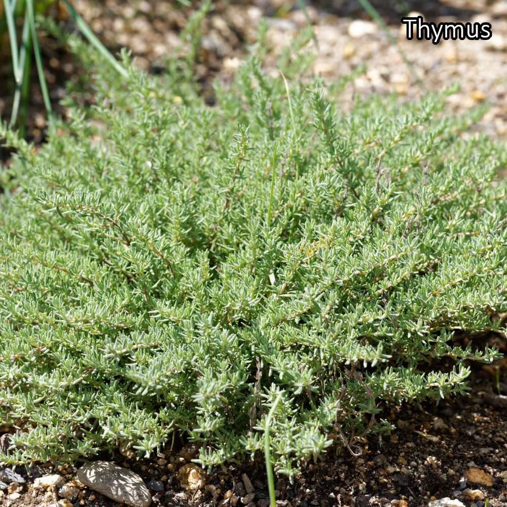 Borderpakket 'Mediterraan' - 5m² - 50 planten