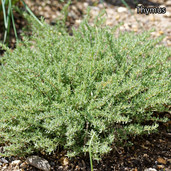 Borderpakket 'Kruidentuin' - 3m² - 30 planten