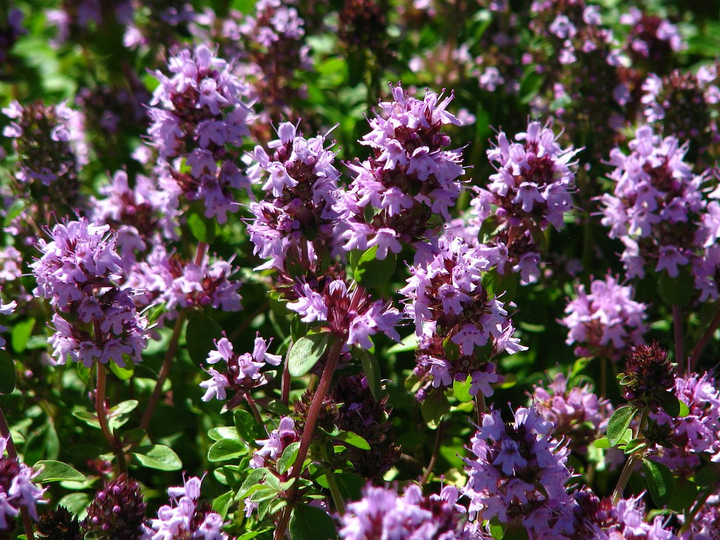 Thymus citriodorus - Citroentijm