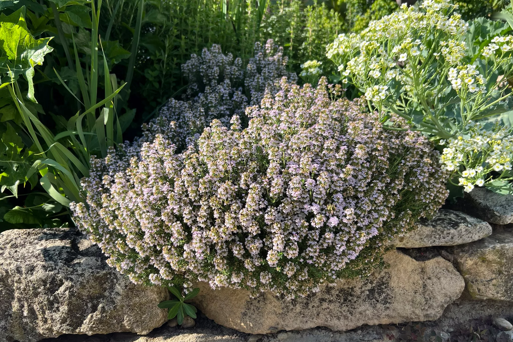 Thymus vulgaris 'Compactus' - Compacte tijm
