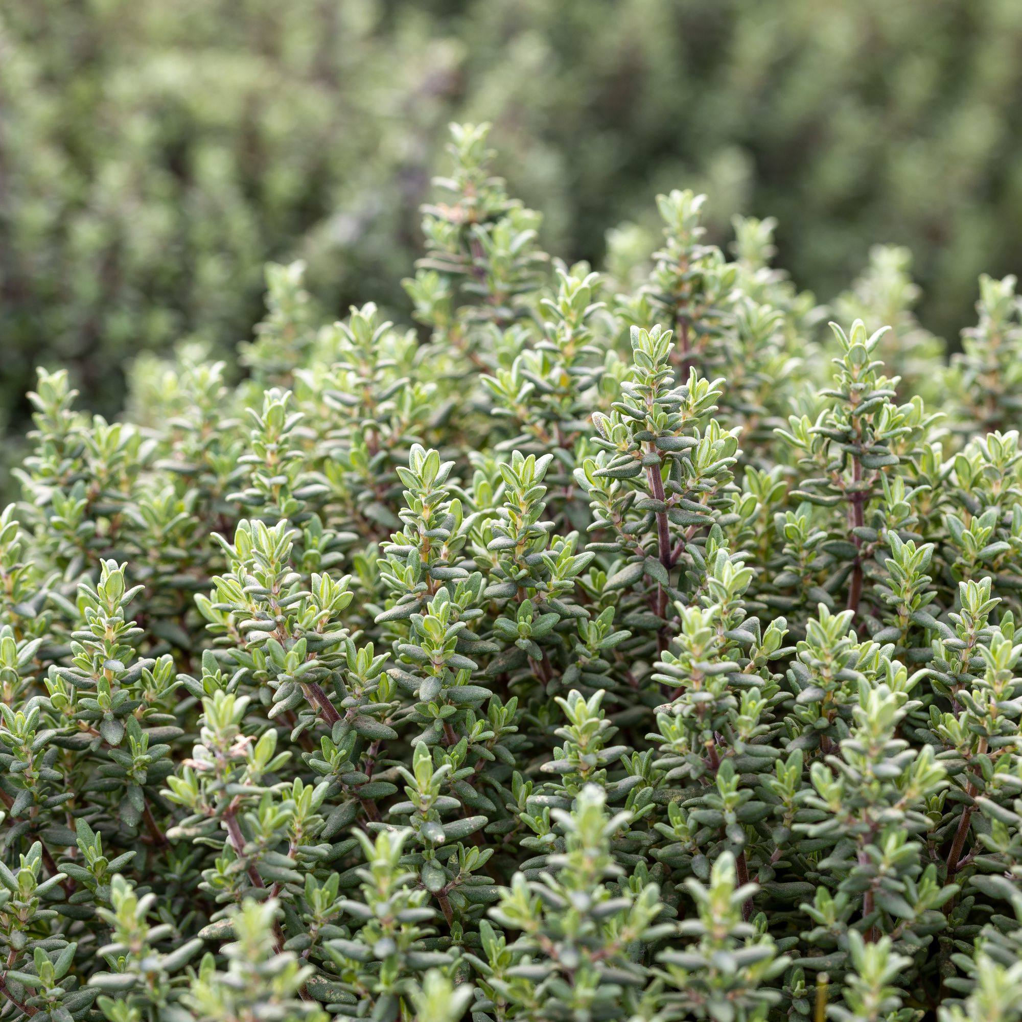 Thymus vulgaris 'Faustini' - Keukentijm