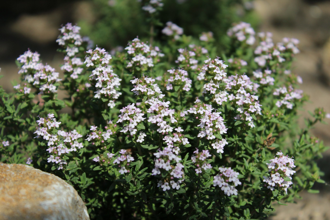 Thymus vulgaris 'Faustini' - Keukentijm