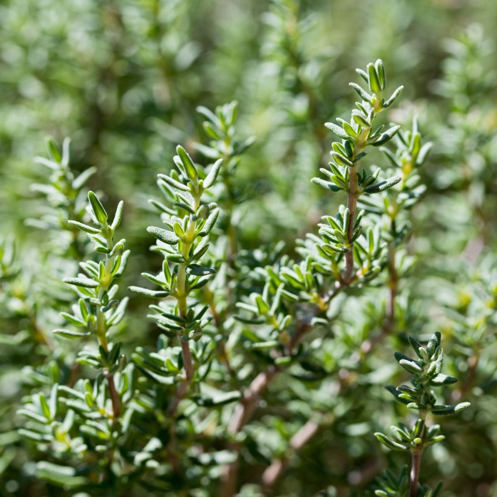 Thymus vulgaris 'Faustini' - Keukentijm