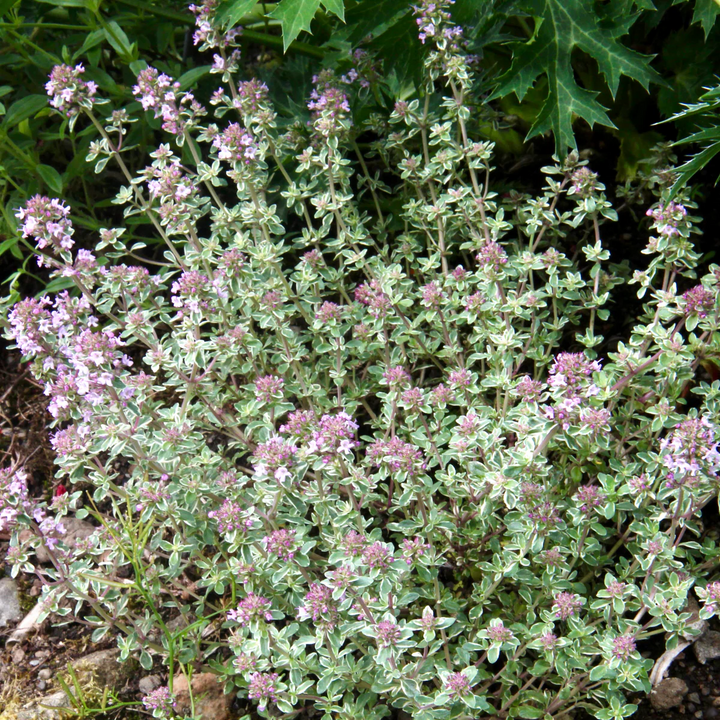 Thymus vulgaris ‘Silver Posie’ - Bonte tijm