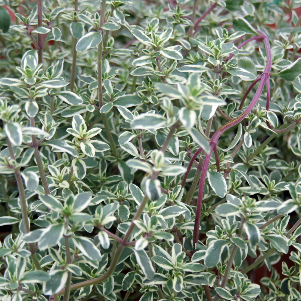 Thymus vulgaris ‘Silver Posie’ - Bonte tijm