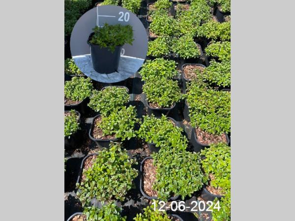 Thymus serpyllum – Wilde kruiptijm