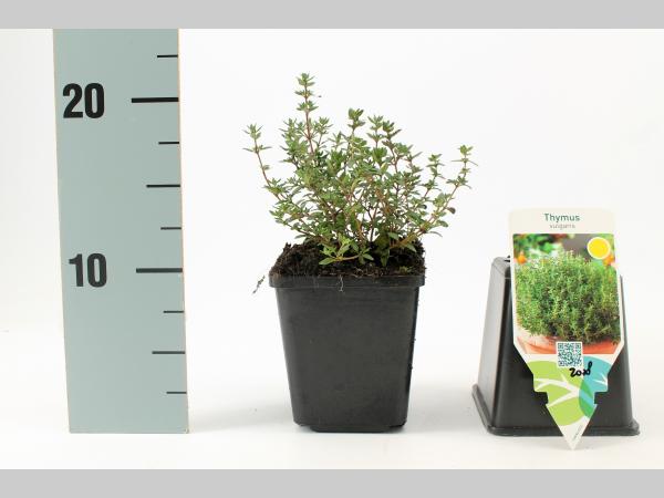 Thymus vulgaris