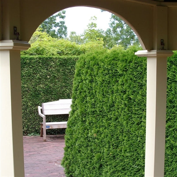 Thuja occidentalis 'Smaragd' in pot 60-80cm- Coniferenhaag