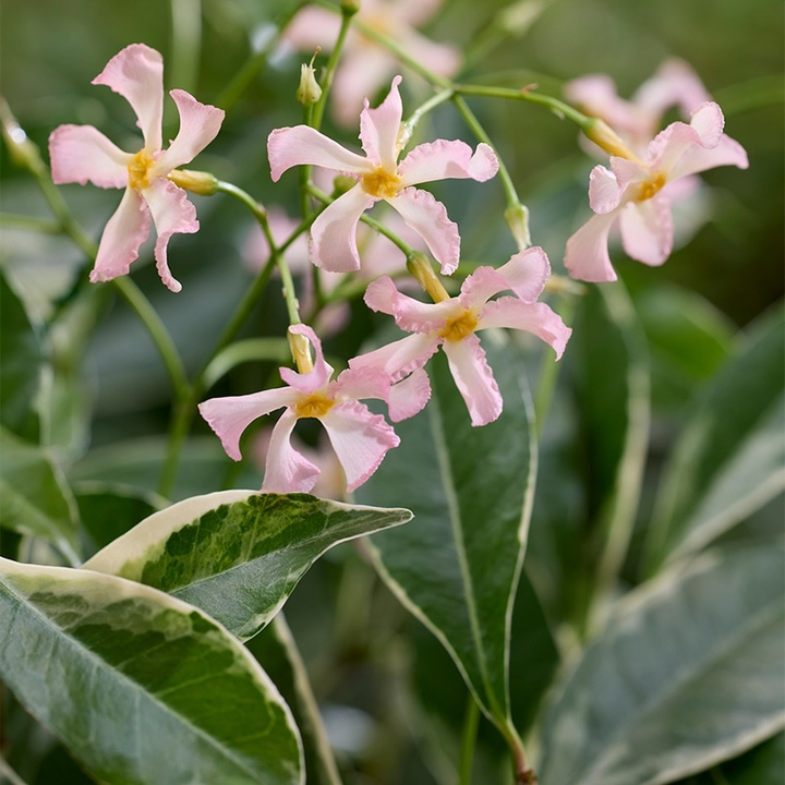 Tracholospermum asiaticum 'Star of Milano' - Roze Sterjasmijn