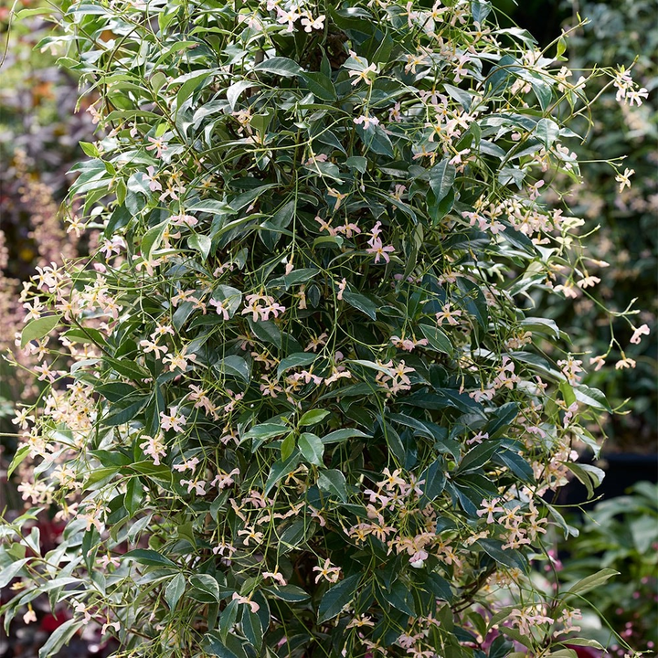 Tracholospermum asiaticum 'Star of Milano' - Roze Sterjasmijn