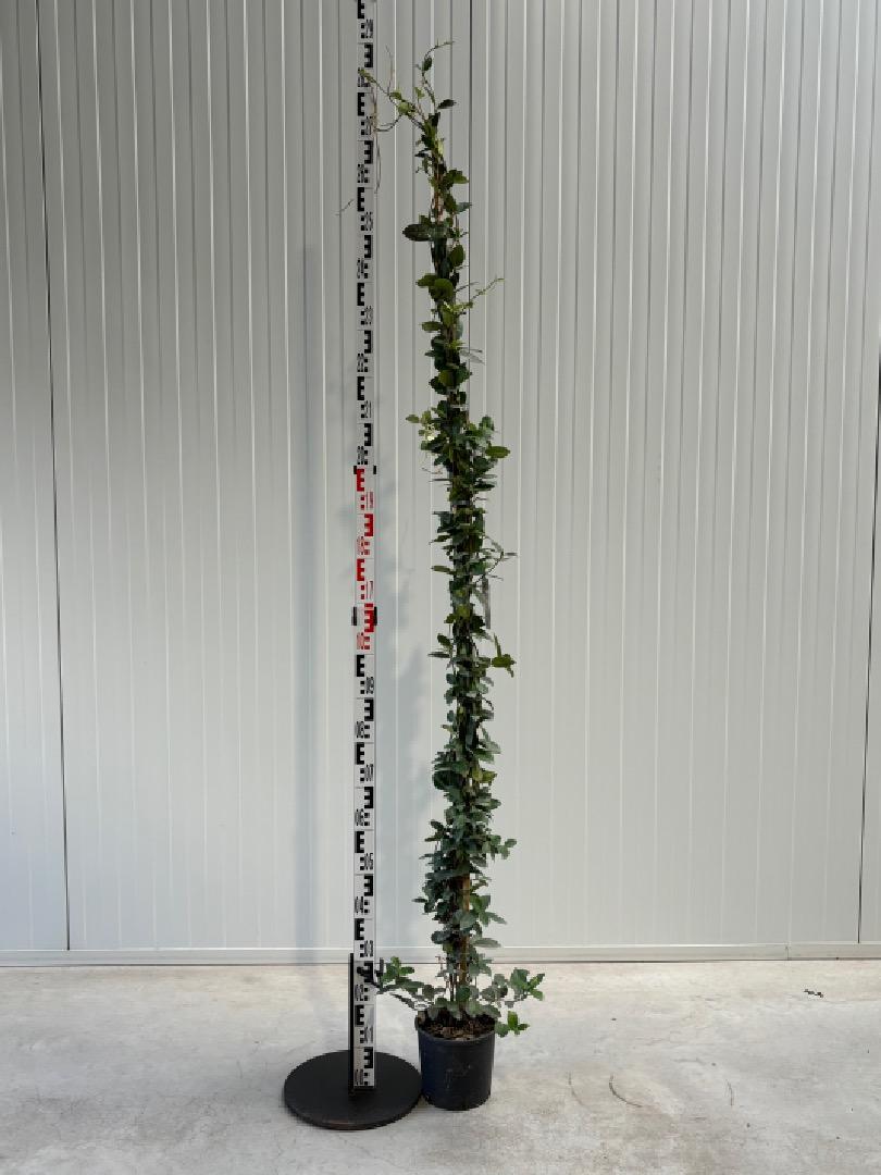 Trachelospermum jasminoides - Sterjasmijn