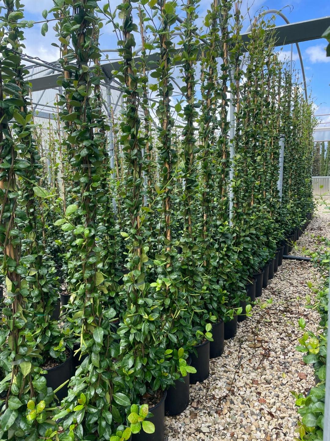 Trachelospermum jasminoides - Sterjasmijn
