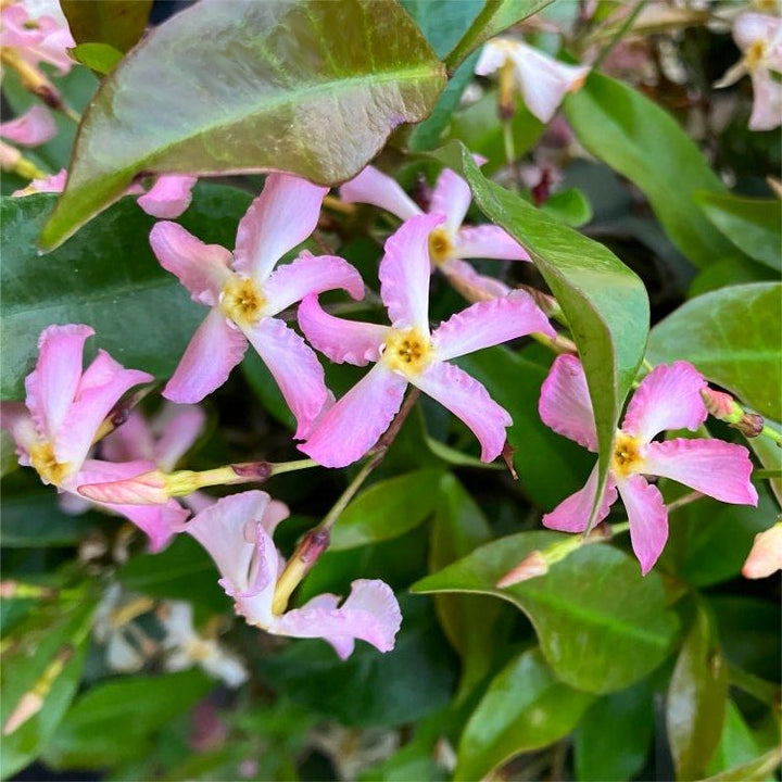 Trachelospermum jasminoides 'Pink Showers' - Sterjasmijn - Pakket van 10